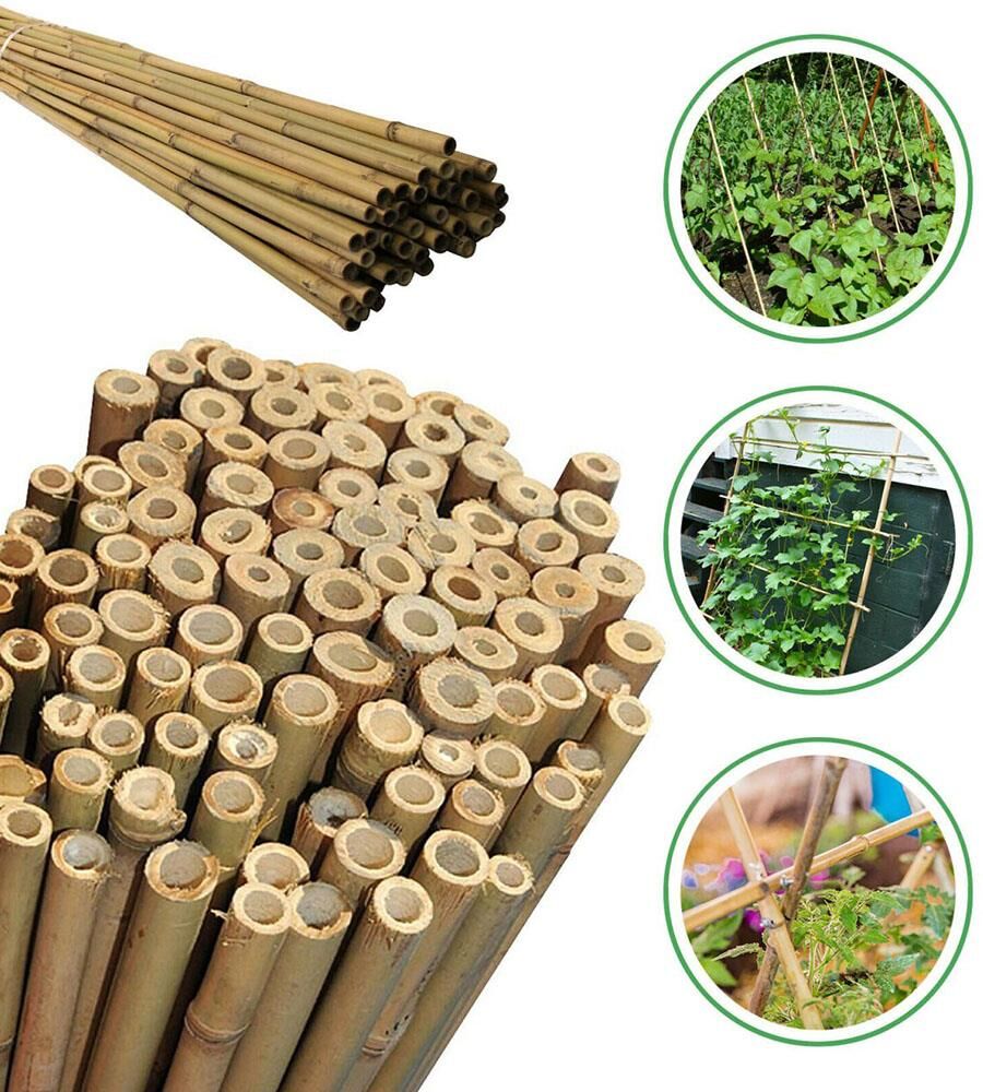 Botanika BAMBU12-14MMX180CM Bamboo Plant Support Stick