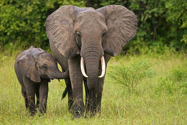 Elephant and Calf Nature Scene Canvas Wall Art