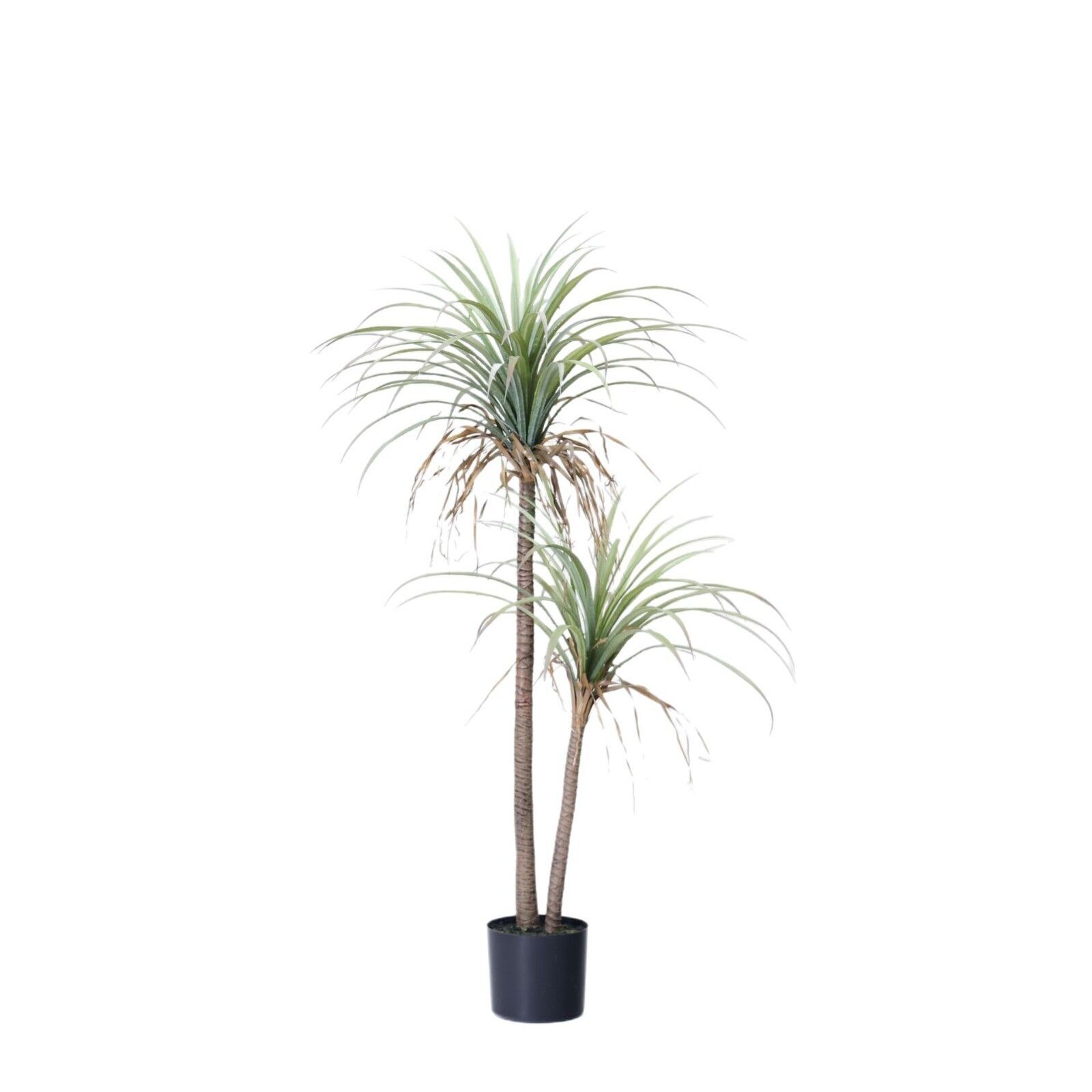 Artificial Dracaena in Pot, Slim Trunk, Two Branches