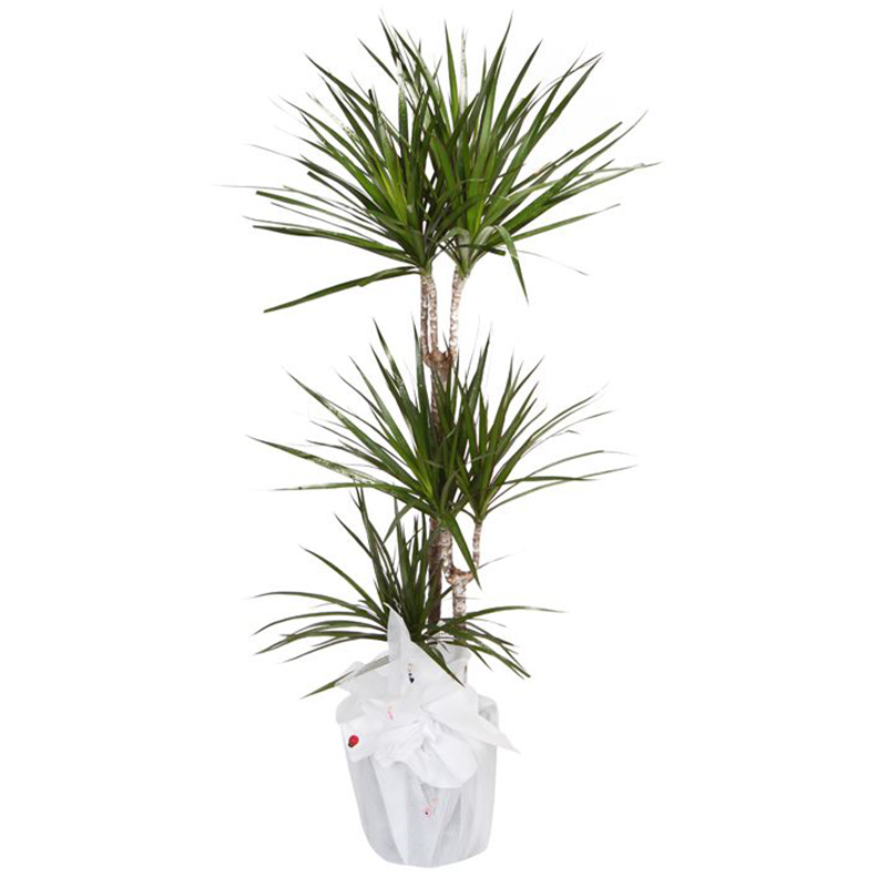 Marginata 3’lü-10*30*60cm