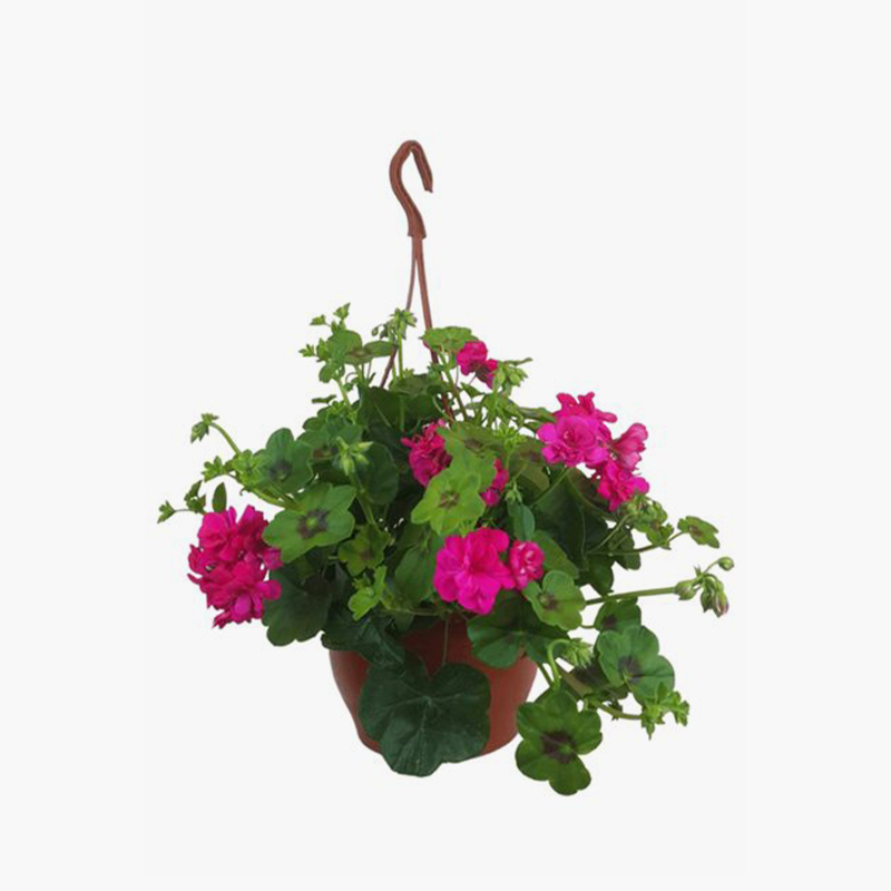 Sarkan Sardunya Askılı Saksı 24cm
