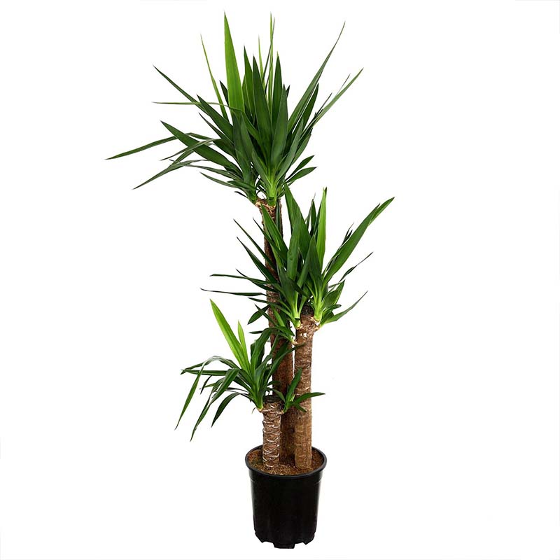 Yucca 3-Branch Plant, 150 cm