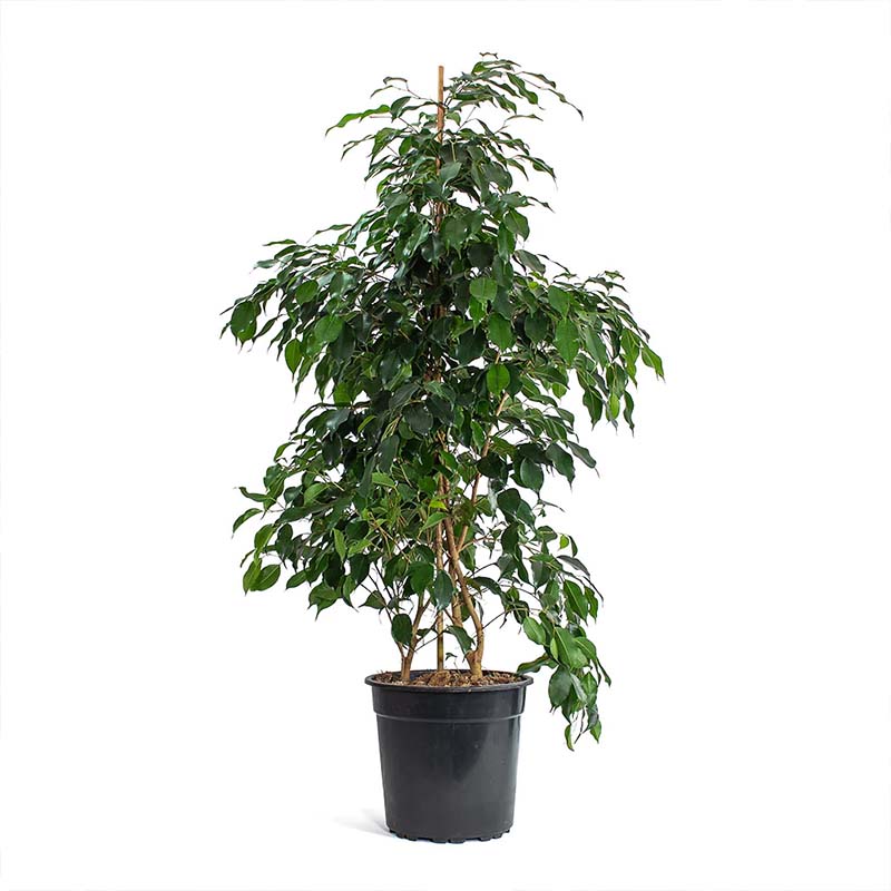 Ficus Benjamin 150 cm Plant