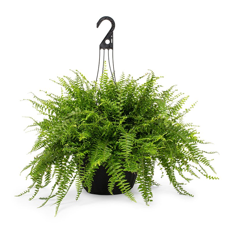 Nephrolepis Exaltata Hanging Fern, 19 cm Pot