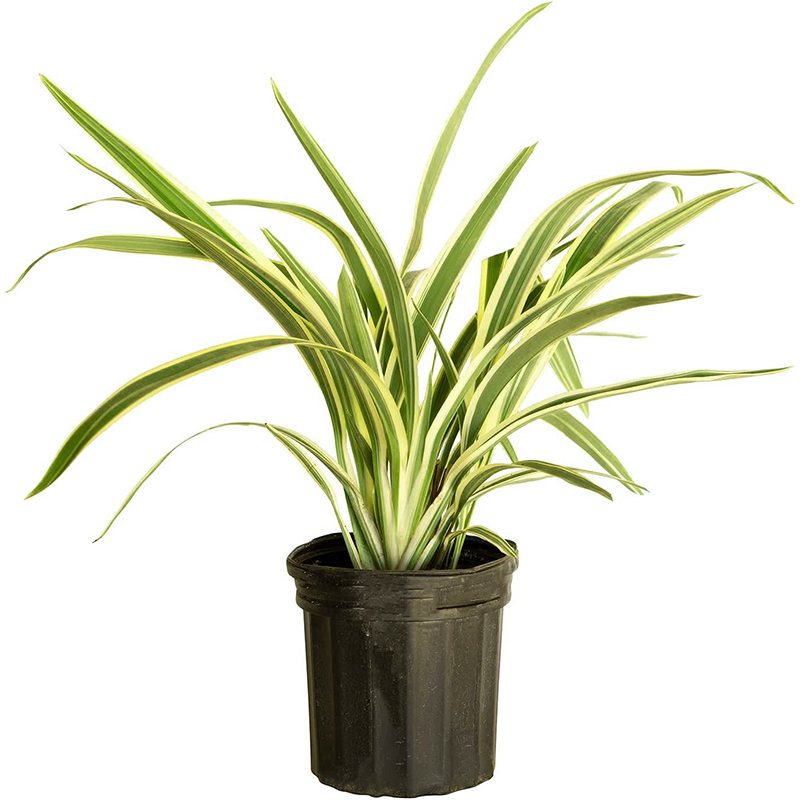 Dianella Tasmanica Variegata, кетен зумбагы 2010750149360