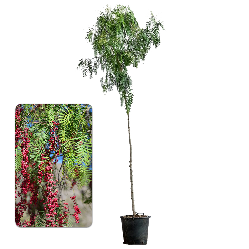 Karabiber Ağacı – Schinus Molle