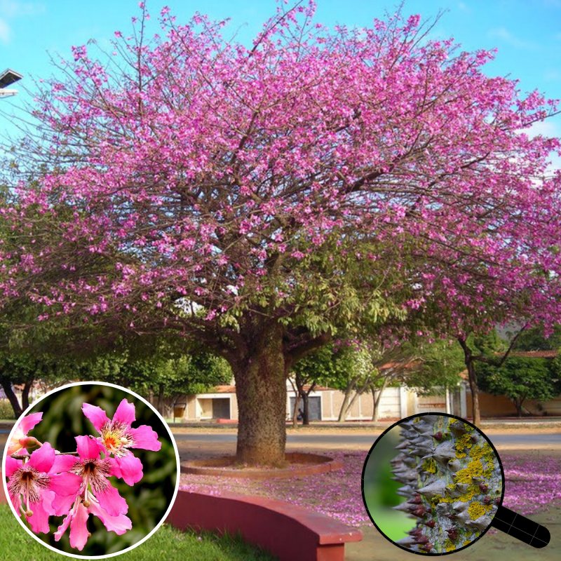 Хоризия великолепная (Chorisia speciosa), 2 м