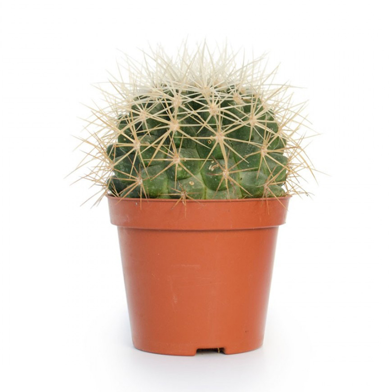 Echinocactus 12cm (Altın Fıçı Kaktüsü)