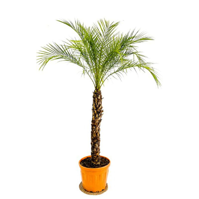Phoenix Roebelenii Palm 30 cm – 170 cm