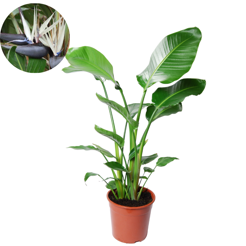 White Bird of Paradise – Streletzia Nicolai, 24 cm, 3 roots