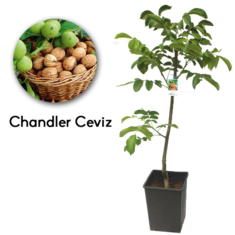 Саженец грецкого ореха Chandler